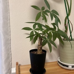 パキラ　観葉植物　鉢付き　の画像