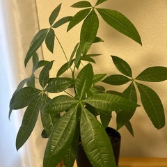 パキラ　観葉植物　鉢付き　の画像