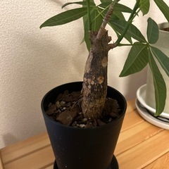 パキラ　観葉植物　鉢付き　の画像