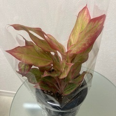 観葉植物　アグラオネマ　ピンクフォーチュンの画像