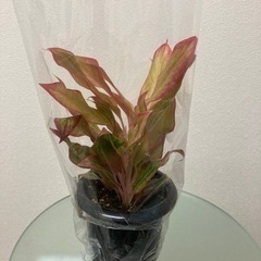 観葉植物　アグラオネマ　ピンクフォーチュンの画像