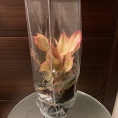 観葉植物　アグラオネマ　ピンクフォーチュンの画像