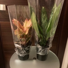 観葉植物　アグラオネマ　ピンクフォーチュンの画像