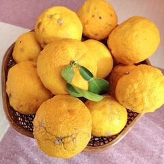 無農薬・自然栽培 柚子 2kg ②の画像