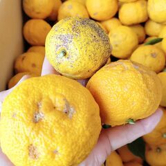 無農薬・自然栽培 柚子 2kg ②の画像