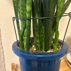 サンセベリア　大きめ　の画像