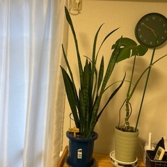 サンセベリア　大きめ　の画像