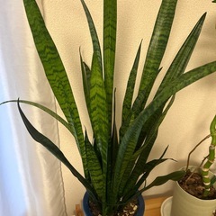 サンセベリア　大きめ　の画像