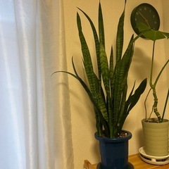 サンセベリア　大きめ　の画像