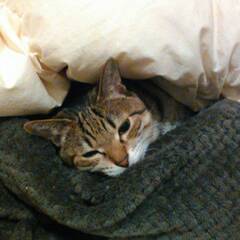 【12/17】わんにゃんお話会の画像