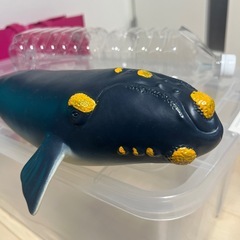 クジラの画像