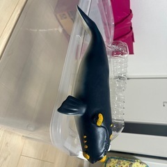 クジラの画像