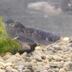 ★近松めだか（第9回メダカくじ！）の画像