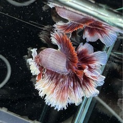 【AQUA COUTURE】インドネシア輸入厳選ベタ　キングローズテールの画像