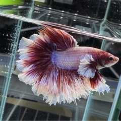 【AQUA COUTURE】インドネシア輸入厳選ベタ　キングローズテールの画像