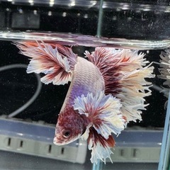 【AQUA COUTURE】インドネシア輸入厳選ベタ　キングローズテールの画像