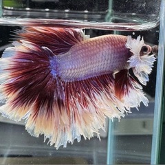 【AQUA COUTURE】インドネシア輸入厳選ベタ　キングローズテールの画像