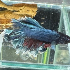 【AQUA COUTURE】インドネシア輸入厳選ベタ　フェザーテールの画像