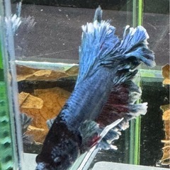 【AQUA COUTURE】インドネシア輸入厳選ベタ　フェザーテールの画像