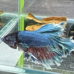 【AQUA COUTURE】インドネシア輸入厳選ベタ　フェザーテールの画像