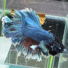 【AQUA COUTURE】インドネシア輸入厳選ベタ　フェザーテールの画像