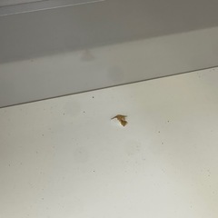 【リサイクルサービス八光】幅141cm　松田家具　3口コンセント付き食器棚の画像