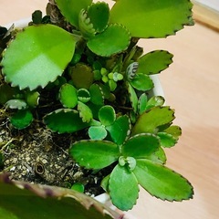 縁起物！子宝草　マザーリーフ　多肉性植物の画像