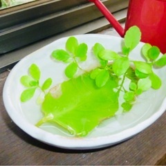 縁起物！子宝草　マザーリーフ　多肉性植物の画像