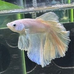 【AQUA COUTURE】タイ輸入厳選ベタ　ハーフムーンイエローグリッセルの画像