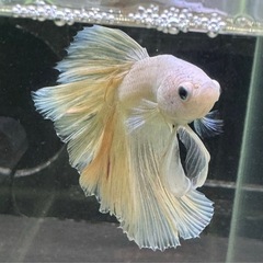 【AQUA COUTURE】タイ輸入厳選ベタ　ハーフムーンイエローグリッセルの画像