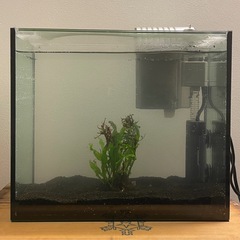 熱帯魚飼育セット　ベタ　金魚の画像