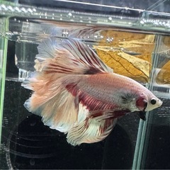 【AQUA COUTURE】タイ輸入厳選ベタフェザーテールピンクの画像