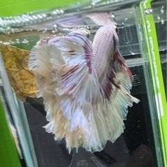 【AQUA COUTURE】タイ輸入厳選ベタフェザーテールピンクの画像