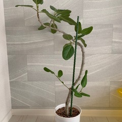 観葉植物 まとめての画像