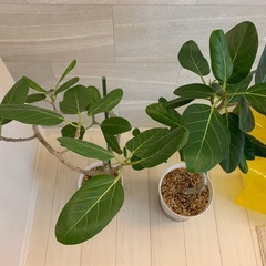 観葉植物 まとめての画像