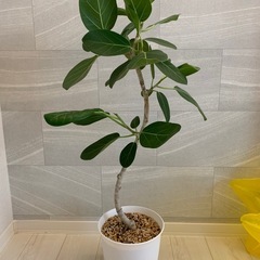 観葉植物 まとめての画像