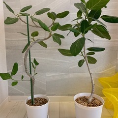 観葉植物 まとめての画像