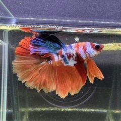 【AQUA COUTURE】タイ輸入厳選ベタ　鯉ベタ ローズテールの画像