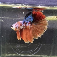 【AQUA COUTURE】タイ輸入厳選ベタ　鯉ベタ ローズテールの画像