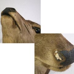 エゾシカ ハンティングトロフィー 角部分長さ 約40cm 中古 オブジェ コレクション 鹿 屯田店の画像