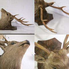 エゾシカ ハンティングトロフィー 角部分長さ 約40cm 中古 オブジェ コレクション 鹿 屯田店の画像