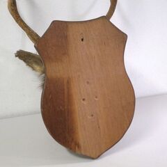 エゾシカ ハンティングトロフィー 角部分長さ 約40cm 中古 オブジェ コレクション 鹿 屯田店の画像