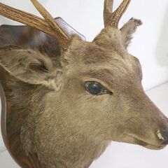 エゾシカ ハンティングトロフィー 角部分長さ 約40cm 中古 オブジェ コレクション 鹿 屯田店の画像