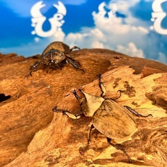 小さくて可愛いレアカブト💖ムニスゼッチヒナカブト幼虫の画像