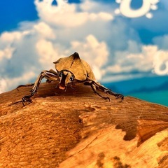 小さくて可愛いレアカブト💖ムニスゼッチヒナカブト幼虫の画像