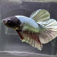 【AQUA COUTURE】タイ輸入厳選ベタ　カッパーブラックマスク　プラカットの画像