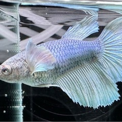 【AQUA COUTURE】ベタ自家繁殖幼魚　ダンボハーフムーンメス　グリーンバイカラーの画像