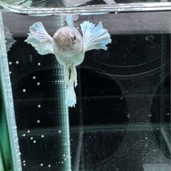 【AQUA COUTURE】ベタ自家繁殖幼魚　ダンボハーフムーンメス　グリーンバイカラーの画像