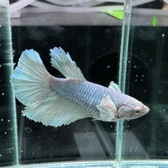 【AQUA COUTURE】ベタ自家繁殖幼魚　ダンボハーフムーンメス　グリーンバイカラーの画像