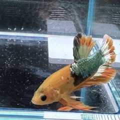 【AQUA COUTURE】タイ輸入厳選ベタ　激レアプラカット　イエロースターテールピカチュウブラックカッパーの画像